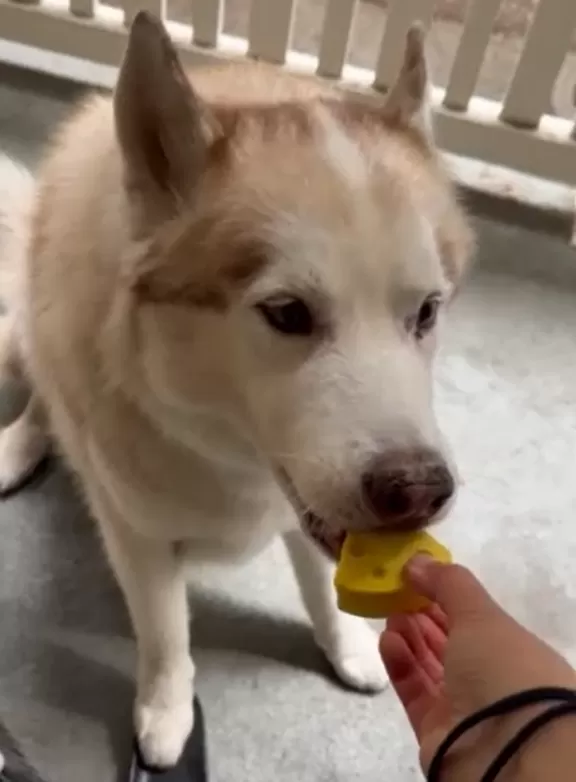 Mung Cheese - Freeze-Dried Cheese for Dogs - Image 5