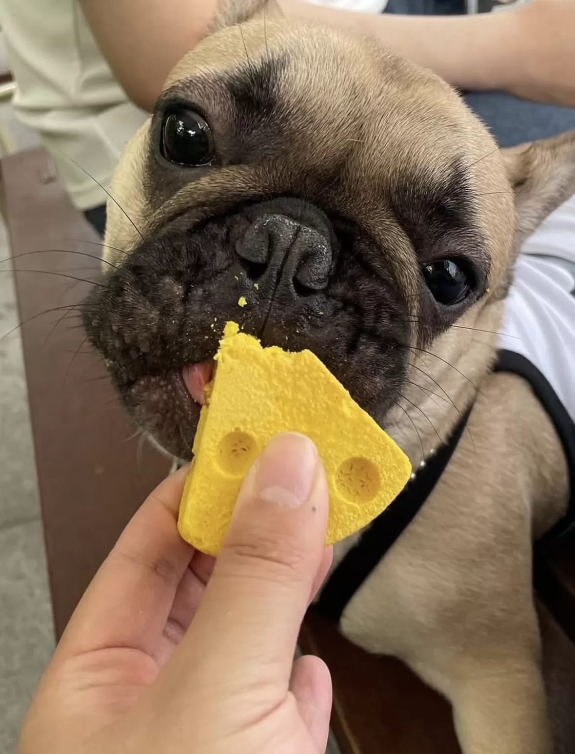 Mung Cheese - Freeze-Dried Cheese for Dogs - Image 4