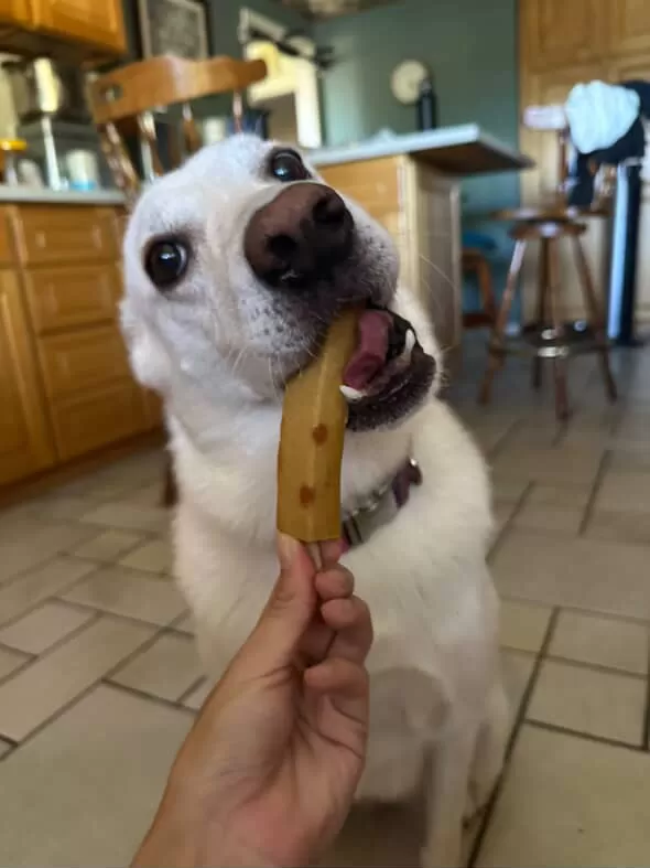 Pollack Fish Cake Bar for Dogs - Image 4