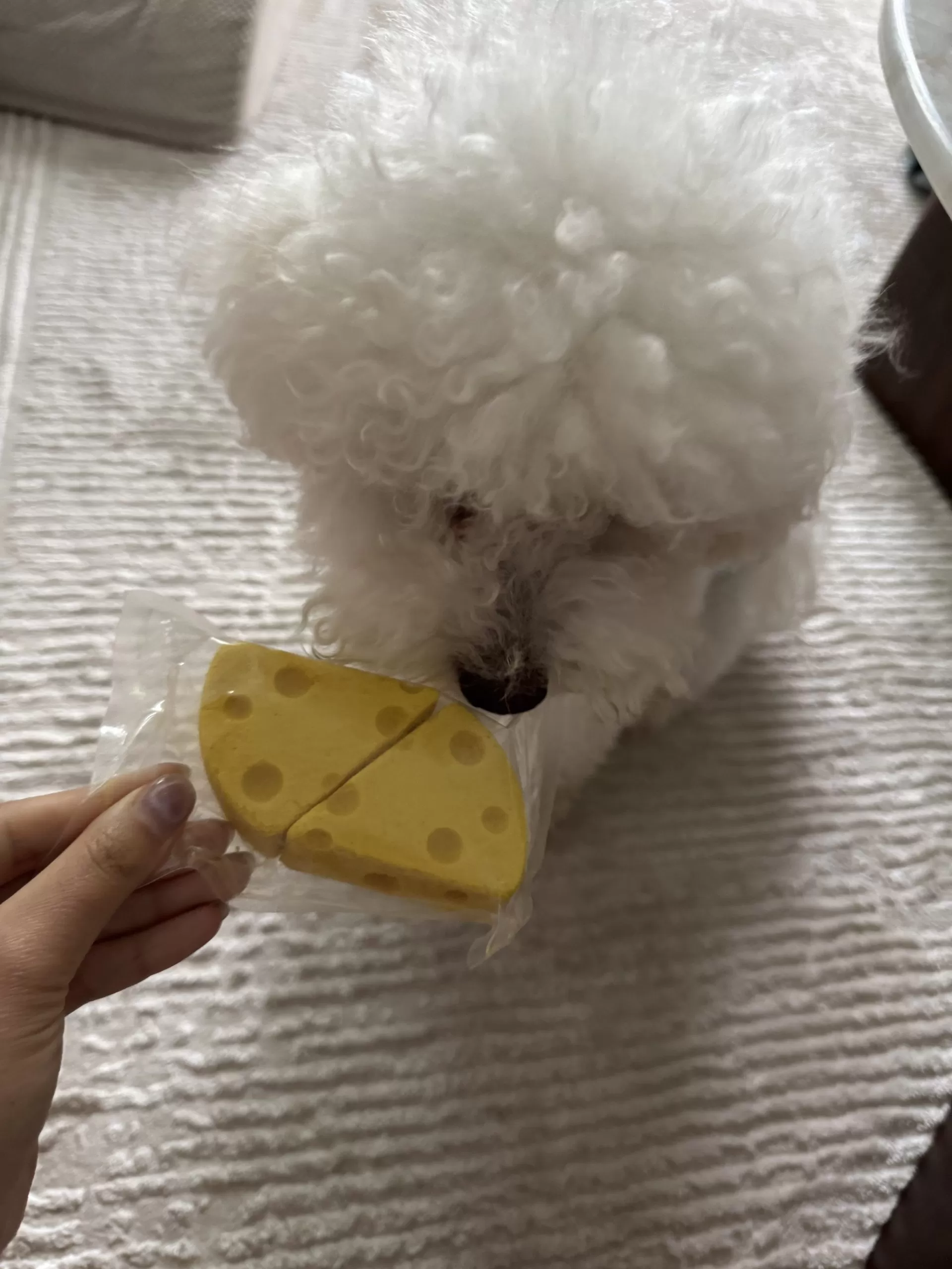 Mung Cheese - Freeze-Dried Cheese for Dogs - Image 6