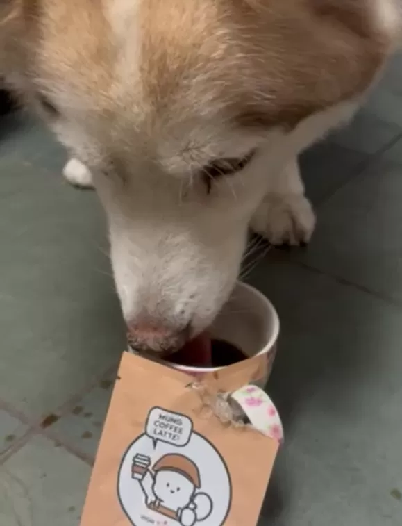 Mung Latte for Dogs – Coffee (1.76 oz x 5 ea) - Image 3